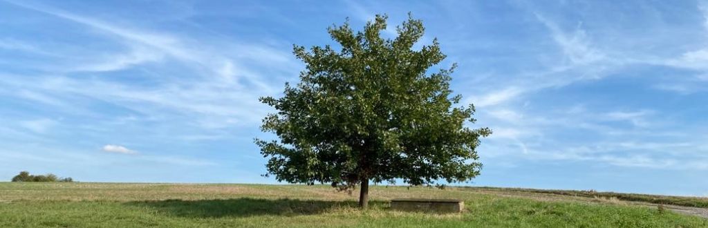 Example Image